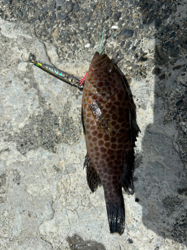 オオモンハタの釣果