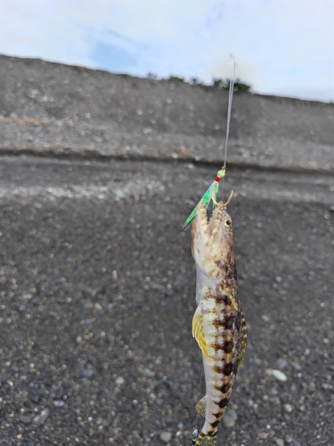 エソの釣果