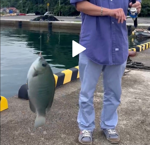 メジナの釣果