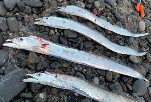 タチウオの釣果