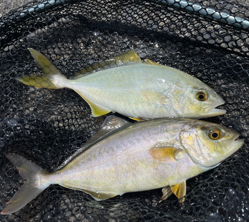 ショゴの釣果