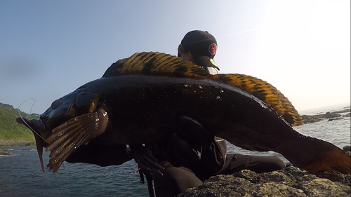 アイナメの釣果