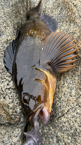 アイナメの釣果