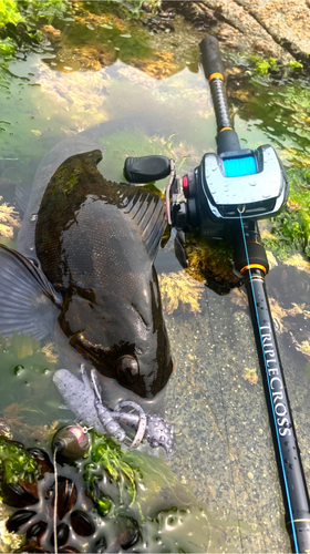 アイナメの釣果