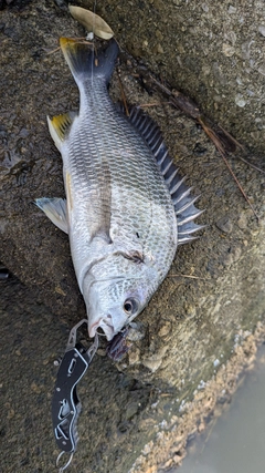 キビレの釣果