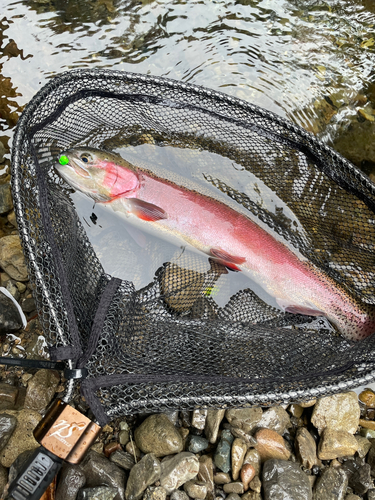 ニジマスの釣果