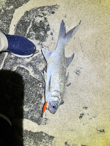 ツバメコノシロの釣果