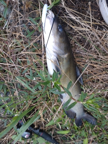 アメリカナマズの釣果