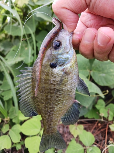 ブルーギルの釣果