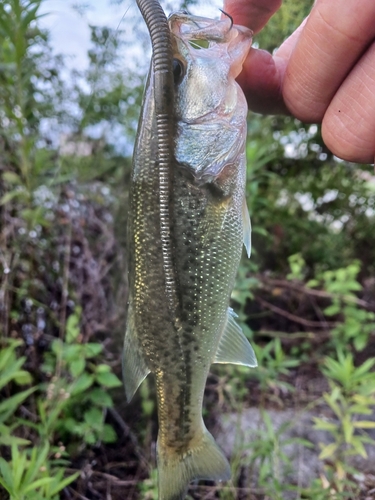 ラージマウスバスの釣果