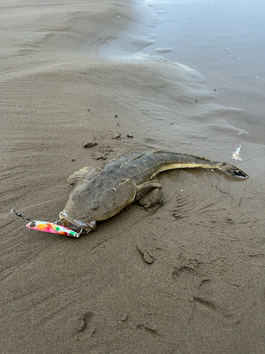 マゴチの釣果