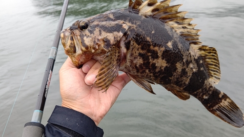 タケノコメバルの釣果