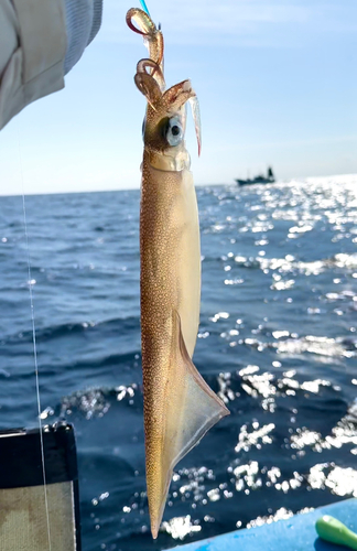 ヤリイカの釣果