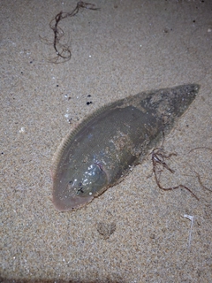 シタビラメの釣果