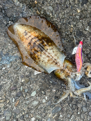 アオリイカの釣果