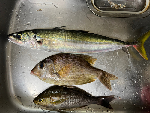 シマアジの釣果