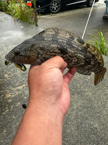 アイナメの釣果