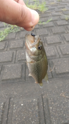 ラージマウスバスの釣果