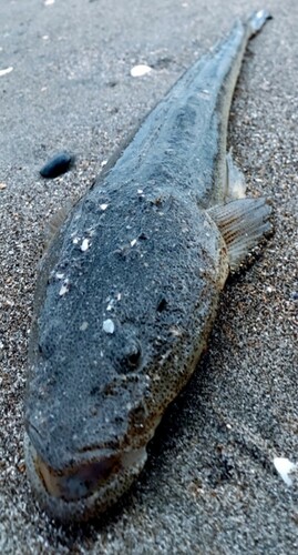 マゴチの釣果