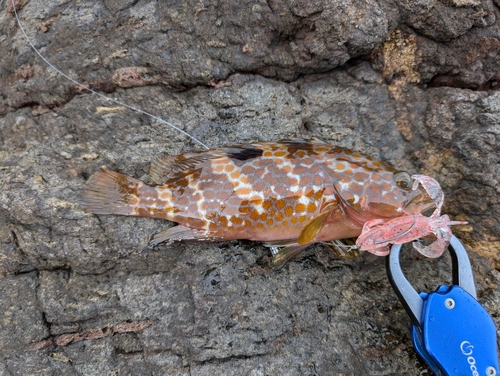 キジハタの釣果