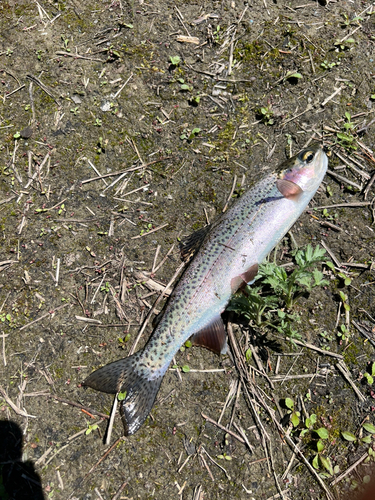 ニジマスの釣果