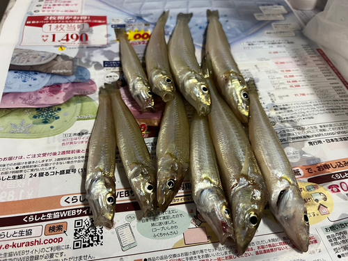 シロギスの釣果