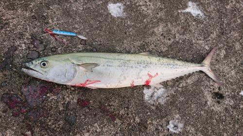 サゴシの釣果