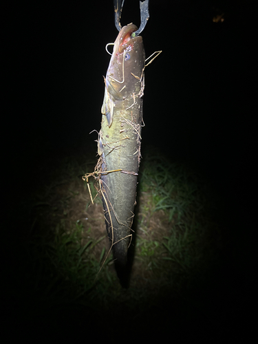 ニホンナマズの釣果