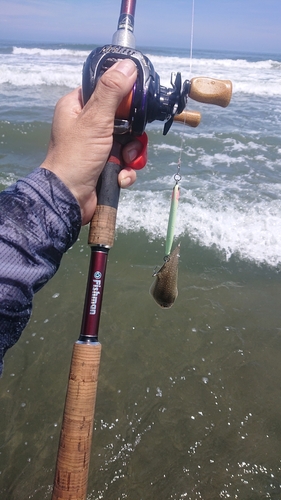 シタビラメの釣果