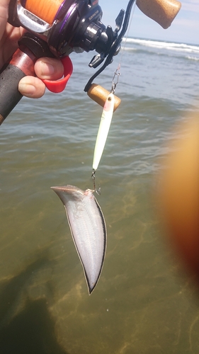 シタビラメの釣果