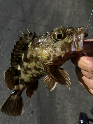 カサゴの釣果