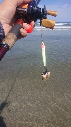 シタビラメの釣果