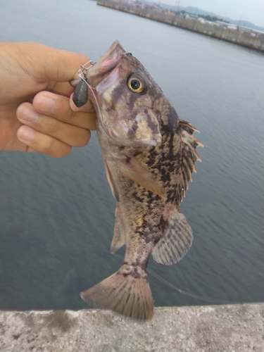 クロソイの釣果