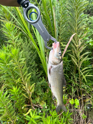 ニゴイの釣果