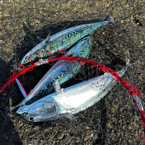 ソウダガツオの釣果