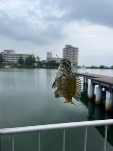 ブルーギルの釣果