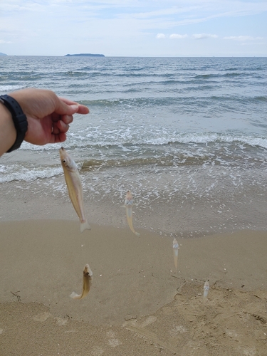 キスの釣果