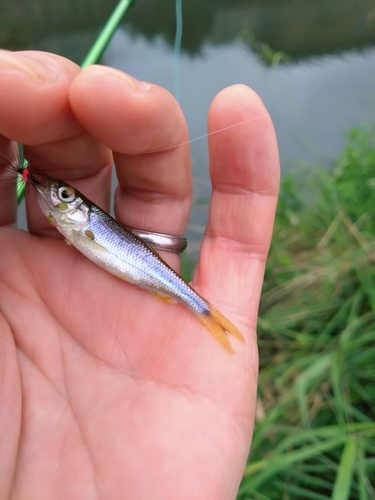 カワムツの釣果