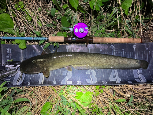 ナマズの釣果