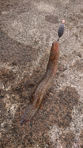 ダイナンギンポの釣果