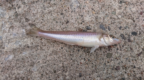 シロギスの釣果