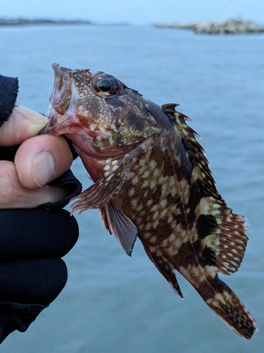 タケノコメバルの釣果