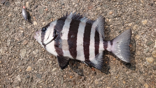 イシダイの釣果