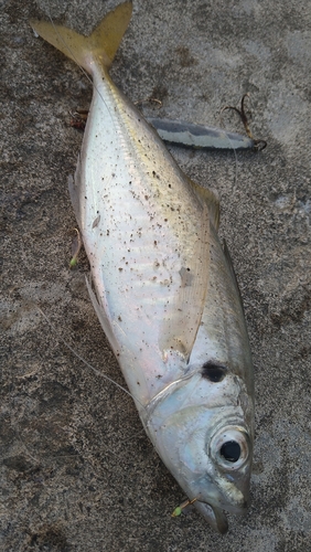 マアジの釣果