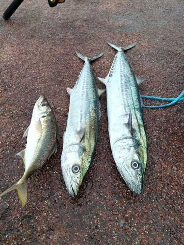 サゴシの釣果