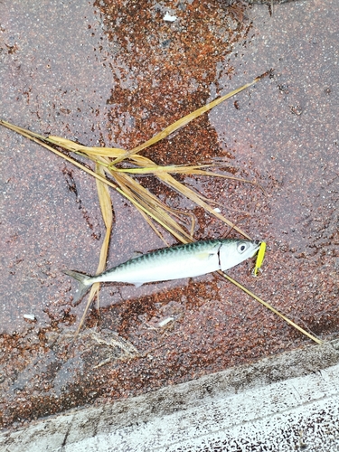 サバの釣果