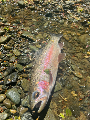 ニジマスの釣果