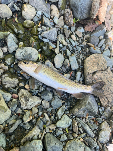 ニジマスの釣果