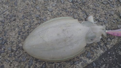 モンゴウイカの釣果