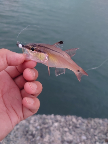 ネンブツダイの釣果